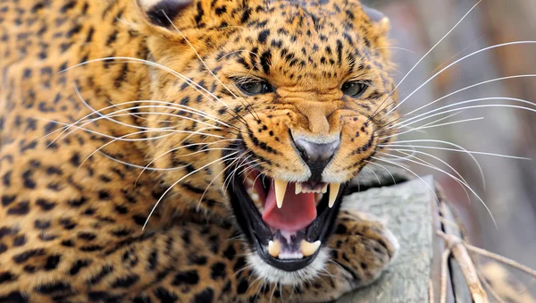 Leopard — Stockfoto