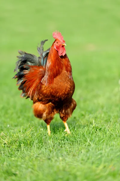 Rooster — Stock Photo, Image