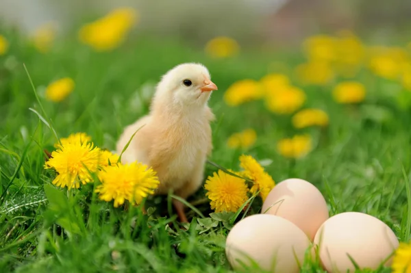 Pollito — Foto de Stock