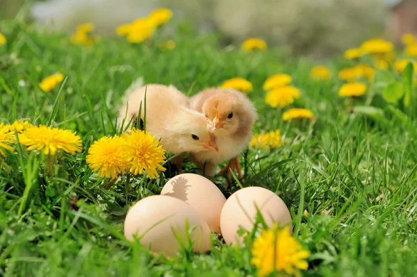 Little chicken — Stock Photo, Image