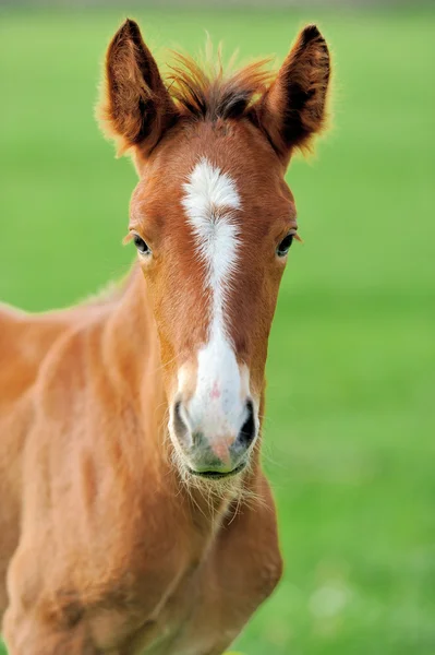 Häst på en äng — Stockfoto