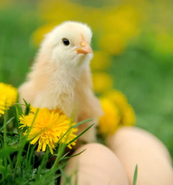 Hühnchen — Stockfoto