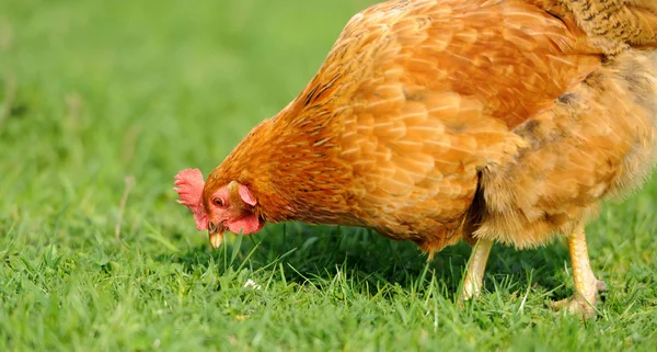 Brown chicken — Stock Photo, Image