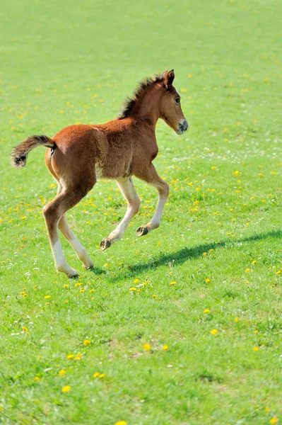 Kůň — Stock fotografie