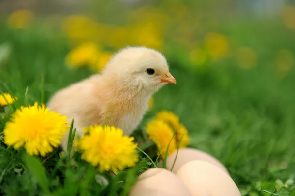 Little chicken — Stock Photo, Image