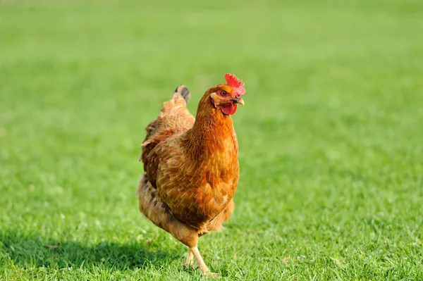 Hnědé kuře — Stock fotografie