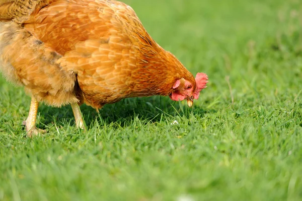 Brown chicken — Stock Photo, Image