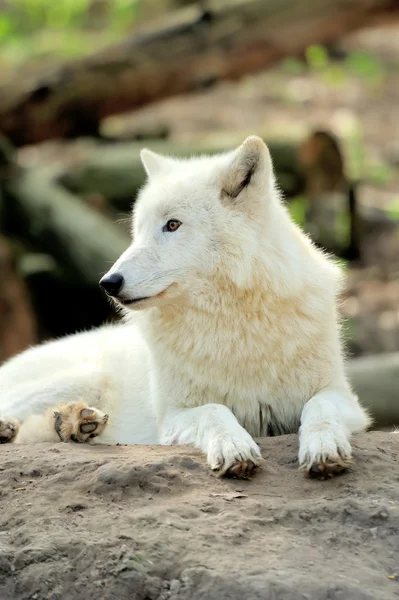 Белый волк Стоковое Изображение
