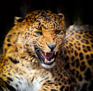 leopar