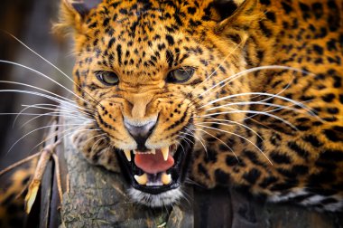 leopar