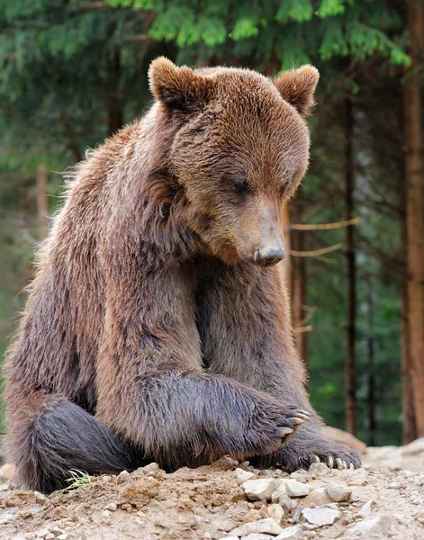 Medvěd — Stock fotografie