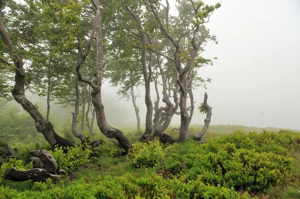 Пейзаж с туманом в горах — стоковое фото