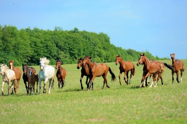 Häst — Stockfoto