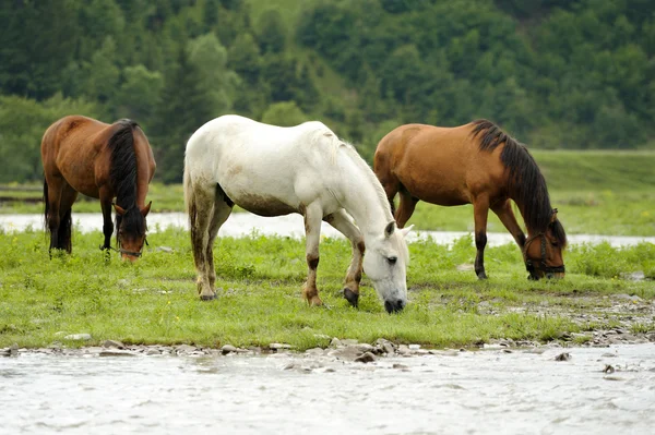 Pferd — Stockfoto