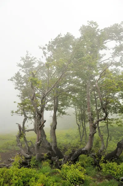 Krajobraz z mgłą w górach — Zdjęcie stockowe