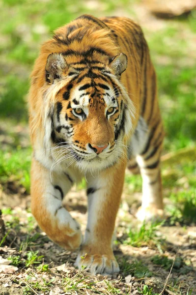 Tiger — Stockfoto