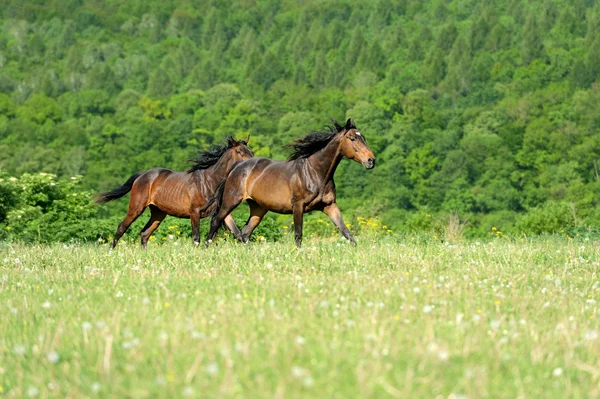 Cavallo — Foto Stock