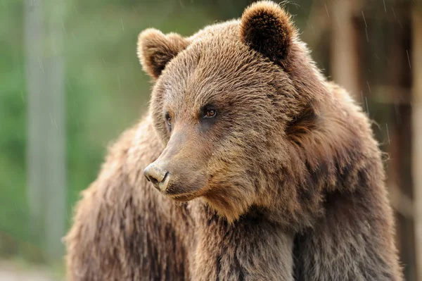 Oso — Foto de Stock