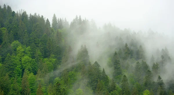 Krajobraz z mgłą w górach — Zdjęcie stockowe