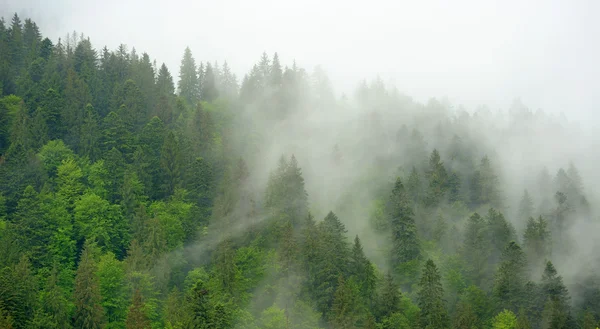 Maisema sumu vuorilla — kuvapankkivalokuva