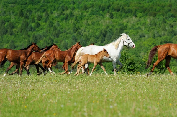 Häst — Stockfoto