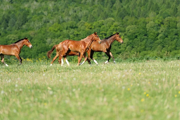 Caballo — Foto de Stock