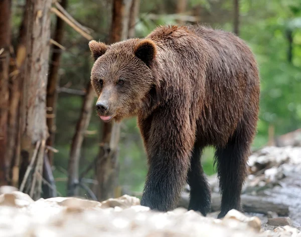 Bär — Stockfoto