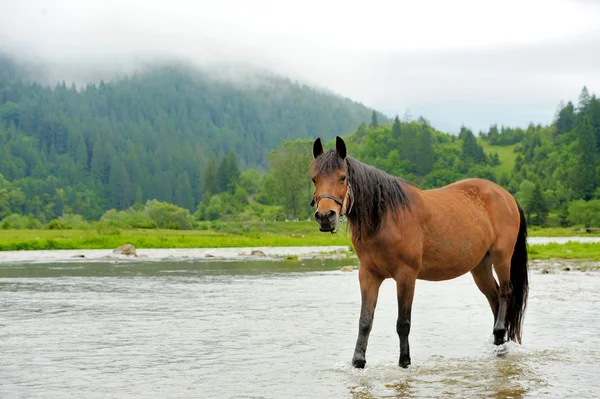 Cavallo — Foto Stock