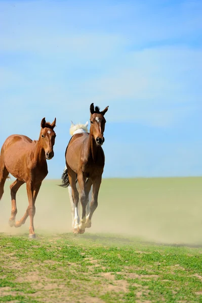 Cavalo — Fotografia de Stock