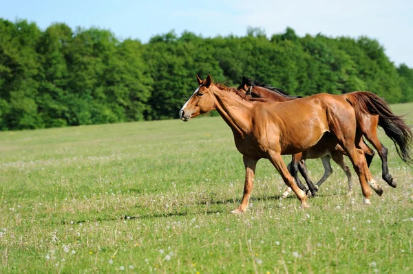 Horse — Stock Photo, Image