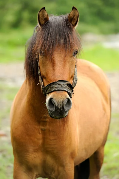 Paard — Stockfoto