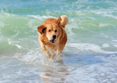 Genç golden retriever