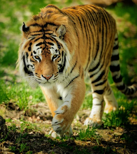 Tiger — Stockfoto