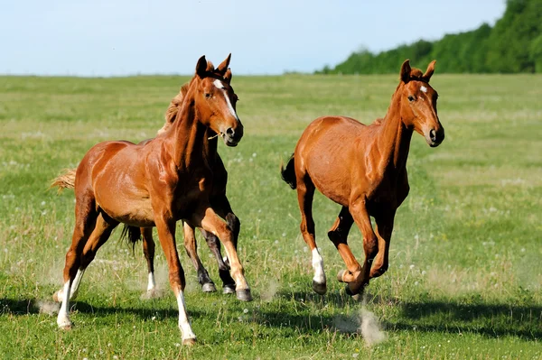 Paard — Stockfoto