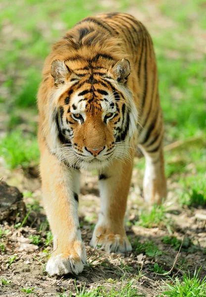 Tigre — Fotografia de Stock
