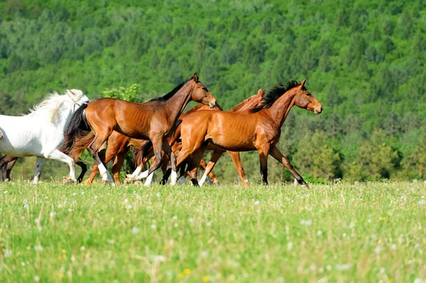 Caballo — Foto de Stock