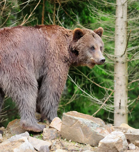 Urso — Fotografia de Stock