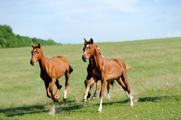 Caballo — Foto de Stock