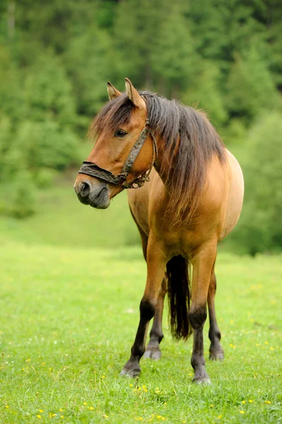 Pferd — Stockfoto