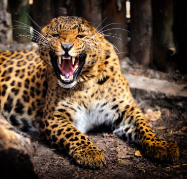 leopar