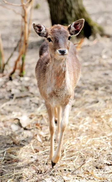 Rehe im Wald — Stockfoto