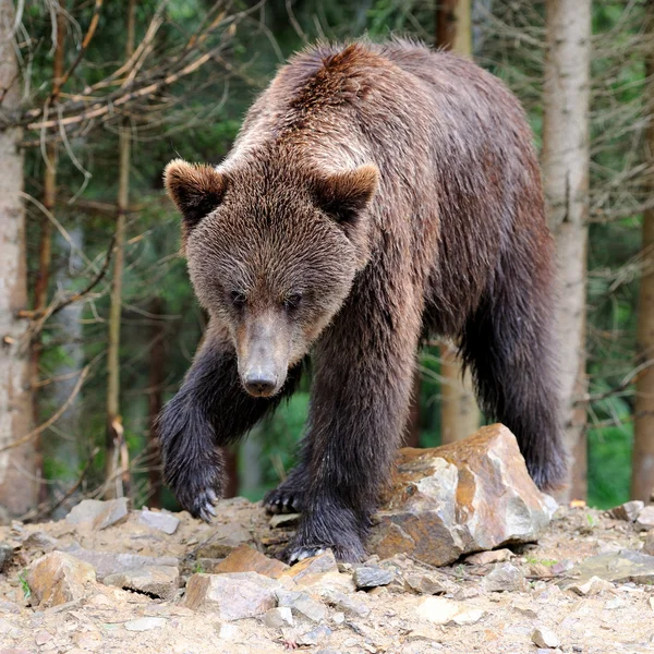 Björn — Stockfoto