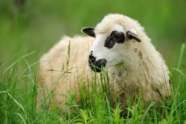 Sheep — Stock Photo, Image