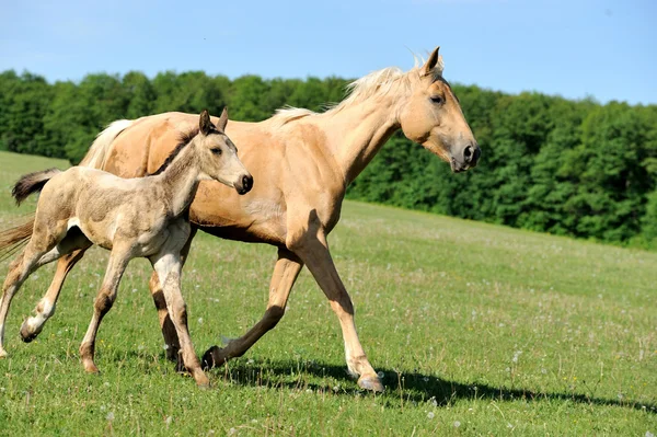 Paard — Stockfoto