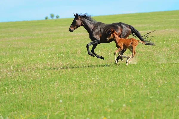 Caballo —  Fotos de Stock