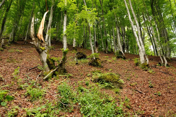 카 르 파 티아 숲 — 스톡 사진