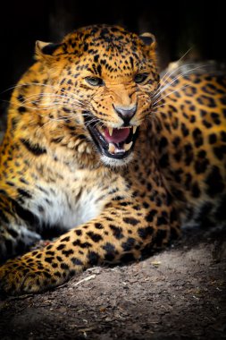 leopar