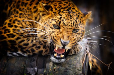 leopar