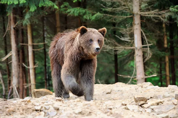 Urso — Fotografia de Stock