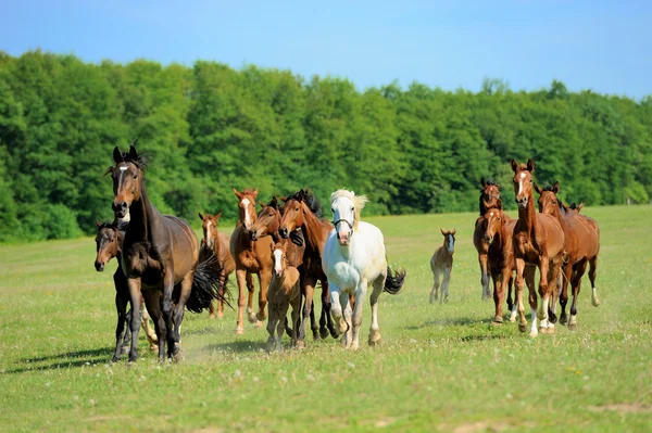 Horse — Stock Photo, Image